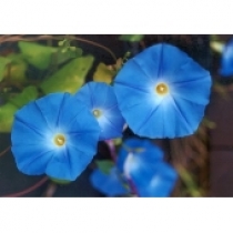 HẠT GIỐNG IPOMOEA BLUE- DÂY LEO XANH