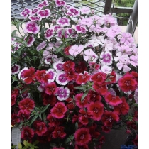 HẠT GIỐNG DIANTHUS MIX- CẨM CHƯỚNG