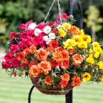 HẠT GIỐNG TRAILING PORTULACA MIX- MƯỜI GIỜ RŨ