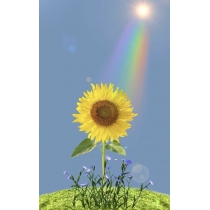 HẠT GIỐNG HELIANTHUS BIG SMILE- HƯỚNG DƯƠNG LÙN