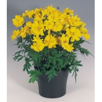 HẠT GIỐNG COSMOS YELLOW- SAO NHÁY VÀNG