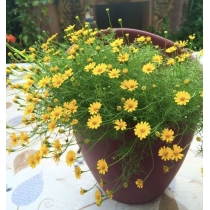 HẠT GIỐNG THYMOPHYLLA - CÚC SAO BĂNG