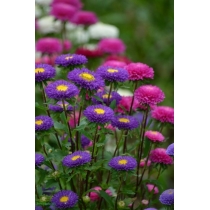 HẠT GIỐNG ASTER MIX- CÚC ĐÀI LOAN