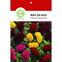 HẠT GIỐNG CELOSIA CRISTATA MIX- MÀO GÀ BÚA