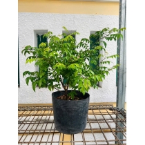 CÂY GIỐNG KHẾ CHUA
